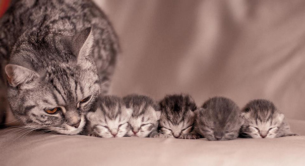 Mamães gatas e seus filhotinhos