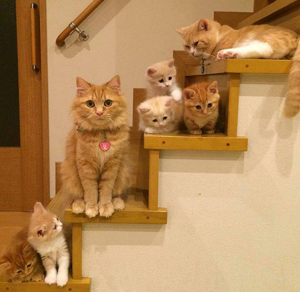 Mamães gatas e seus filhotinhos