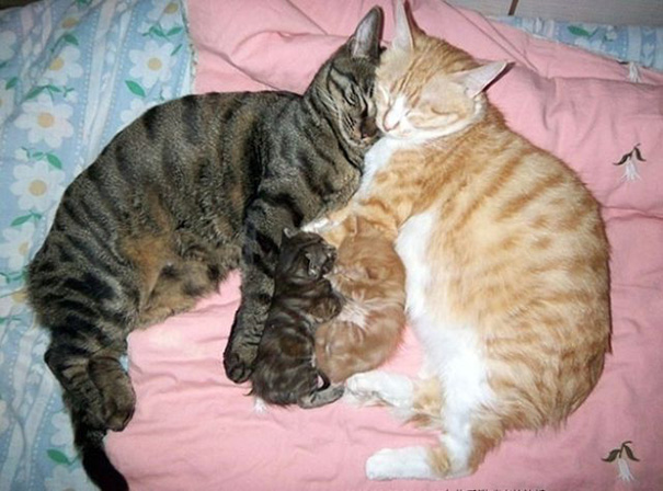 Mamães gatas e seus filhotinhos