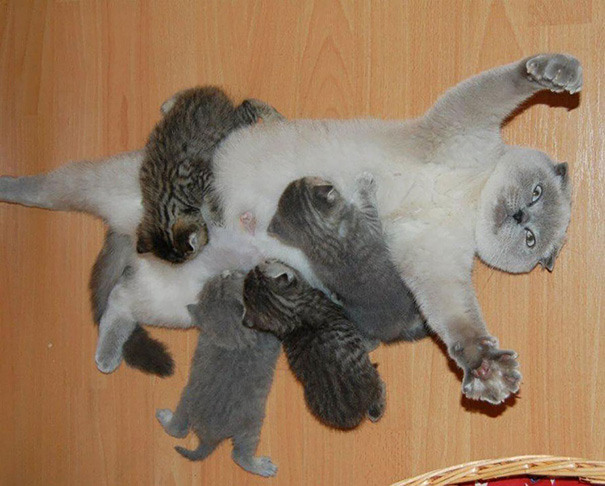 Mamães gatas e seus filhotinhos