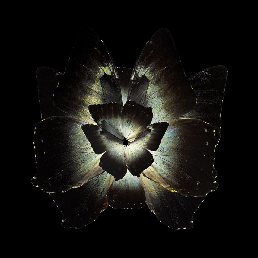 O fotógrafo Seb Janiak 'transforma' asas de insetos em flores, por meio de edição digital