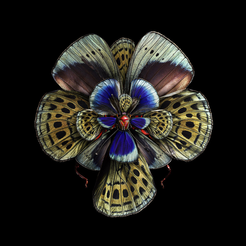 O fotógrafo Seb Janiak 'transforma' asas de insetos em flores, por meio de edição digital