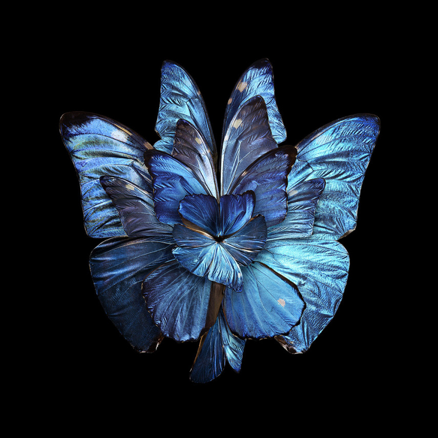 O fotógrafo Seb Janiak 'transforma' asas de insetos em flores, por meio de edição digital