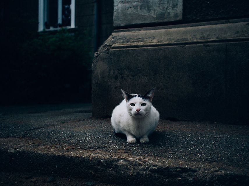 Fotógrafo captura momentos de solidão dos gatos nas ruas da Romênia