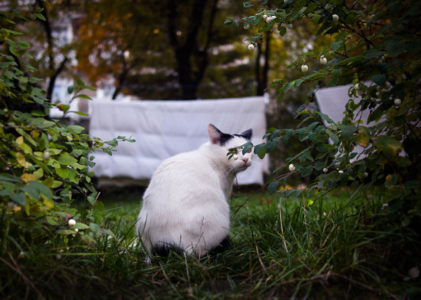 Fotógrafo captura momentos de solidão dos gatos nas ruas da Romênia