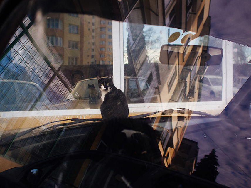 Fotógrafo captura momentos de solidão dos gatos nas ruas da Romênia