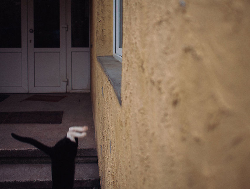 Fotógrafo captura momentos de solidão dos gatos nas ruas da Romênia