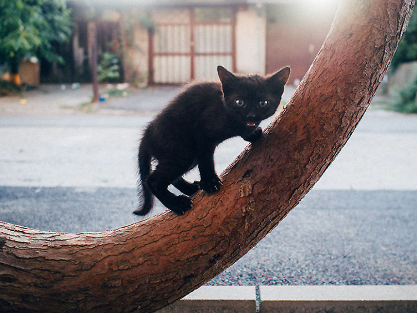 Fotógrafo captura momentos de solidão dos gatos nas ruas da Romênia