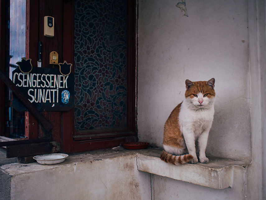 Fotógrafo captura momentos de solidão dos gatos nas ruas da Romênia