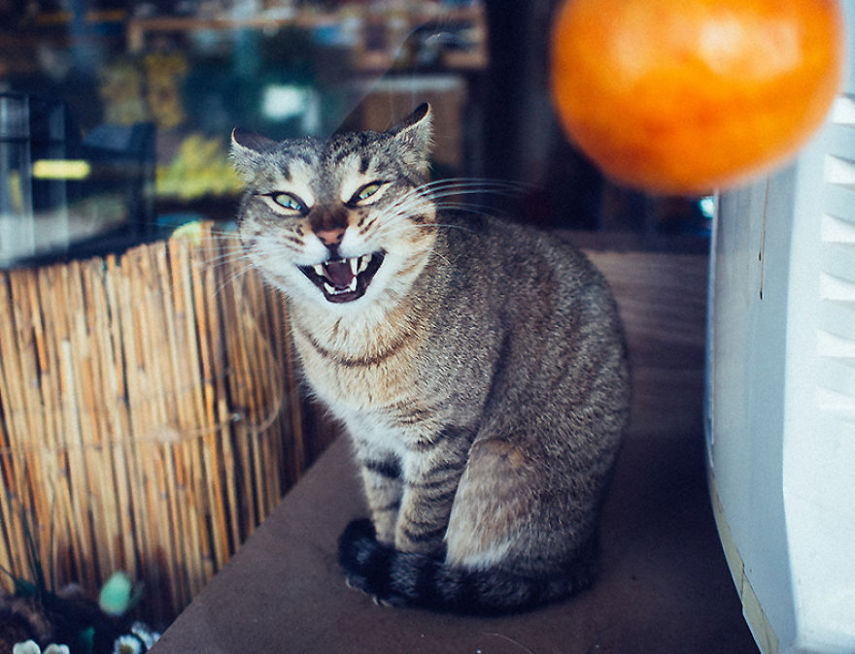 Fotógrafo captura momentos de solidão dos gatos nas ruas da Romênia