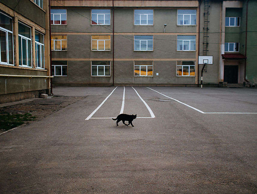 Fotógrafo captura momentos de solidão dos gatos nas ruas da Romênia