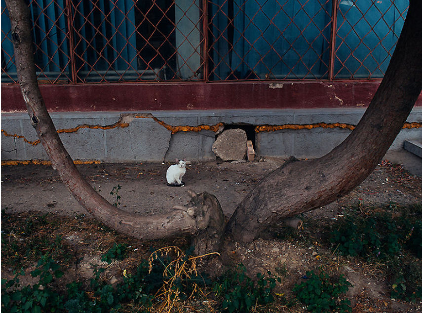 Fotógrafo captura momentos de solidão dos gatos nas ruas da Romênia