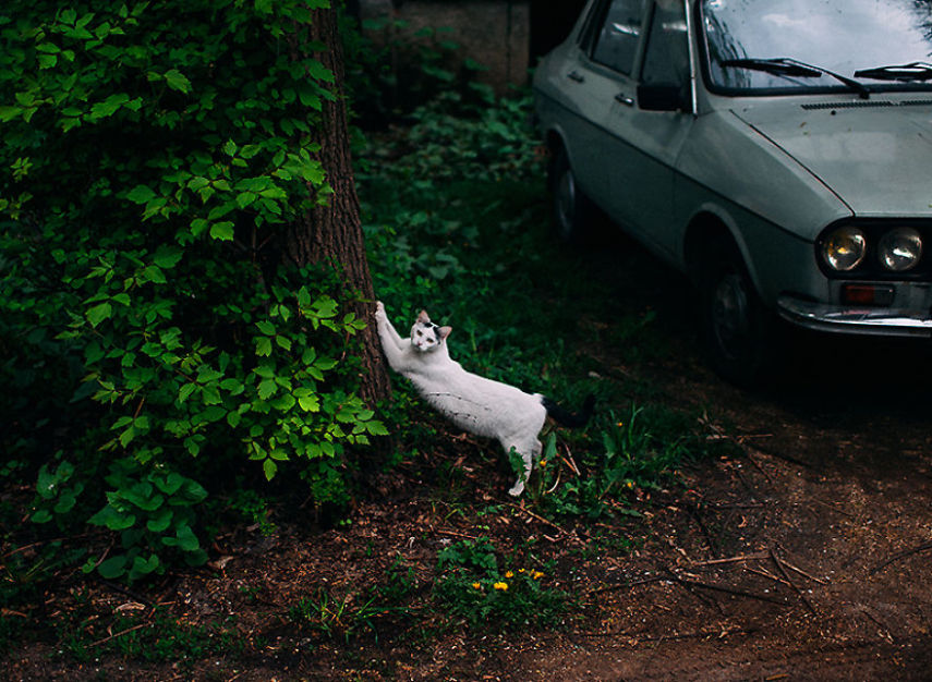 Fotógrafo captura momentos de solidão dos gatos nas ruas da Romênia