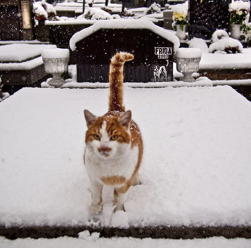 Fotógrafo captura momentos de solidão dos gatos nas ruas da Romênia