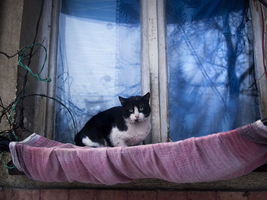 Fotógrafo captura momentos de solidão dos gatos nas ruas da Romênia