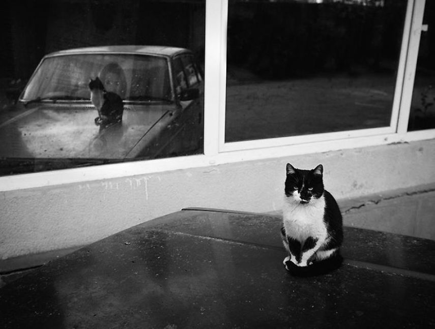 Fotógrafo captura momentos de solidão dos gatos nas ruas da Romênia