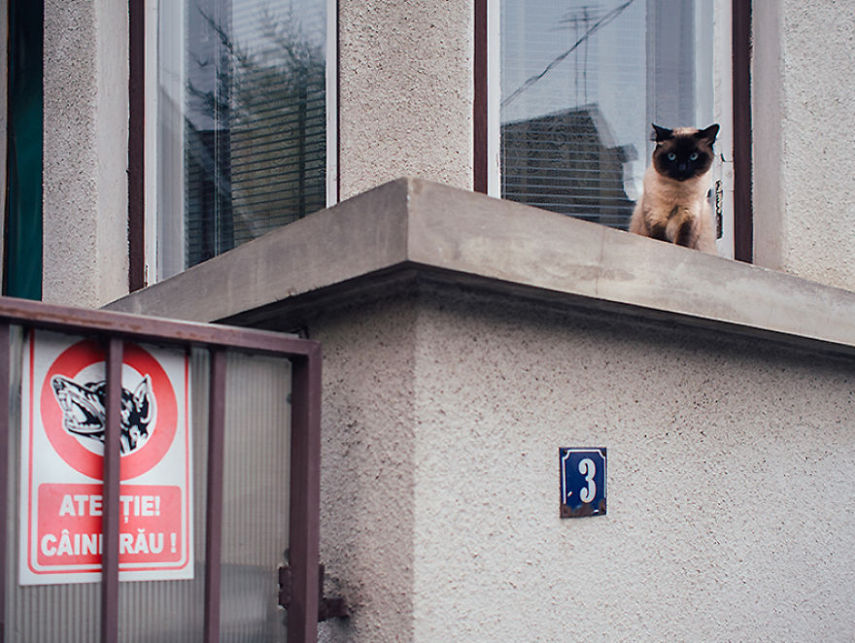 Fotógrafo captura momentos de solidão dos gatos nas ruas da Romênia