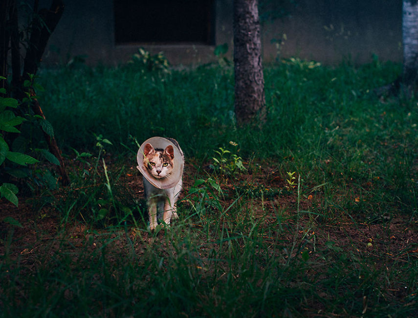 Fotógrafo captura momentos de solidão dos gatos nas ruas da Romênia