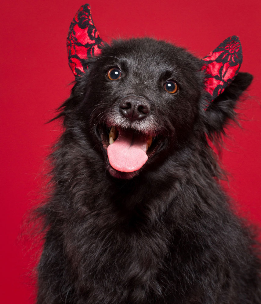 Cães participam de ensaio natalino comandado pelo fotógrafo Oszkár Dániel Gáti