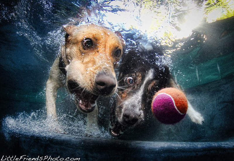 Cães mergulham para pegar seu brinquedo preferido nesta série de fotos de Seth Casteel