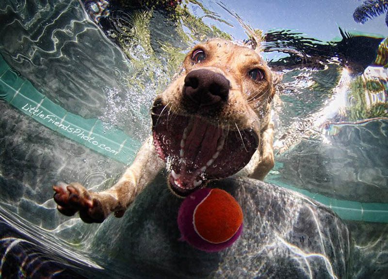 Cães mergulham para pegar seu brinquedo preferido nesta série de fotos de Seth Casteel