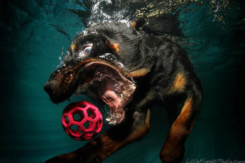 Cães mergulham para pegar seu brinquedo preferido nesta série de fotos de Seth Casteel
