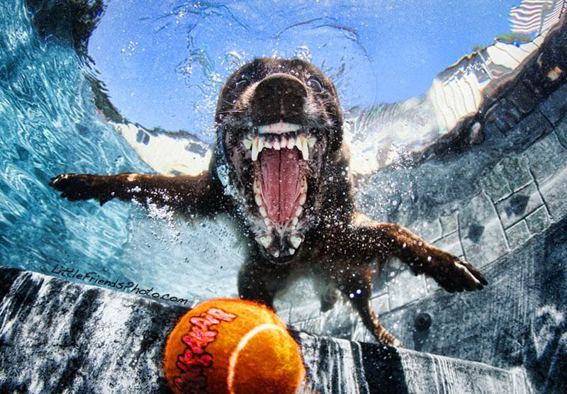 Cães mergulham para pegar seu brinquedo preferido nesta série de fotos de Seth Casteel