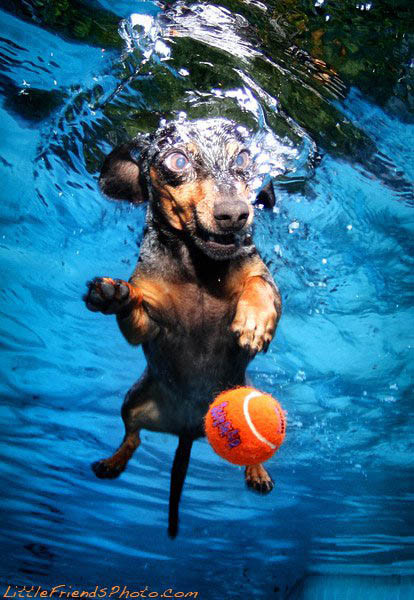 Cães mergulham para pegar seu brinquedo preferido nesta série de fotos de Seth Casteel