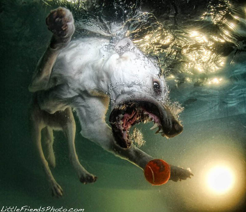 Cães mergulham para pegar seu brinquedo preferido nesta série de fotos de Seth Casteel