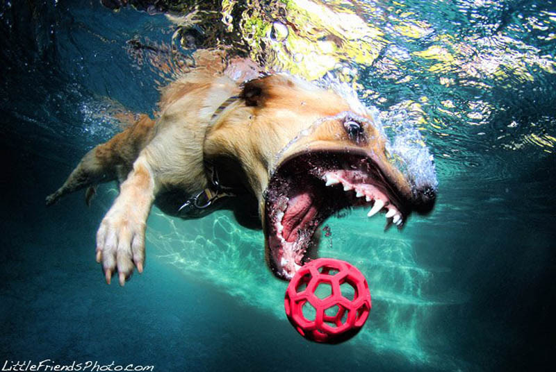 Cães mergulham para pegar seu brinquedo preferido nesta série de fotos de Seth Casteel