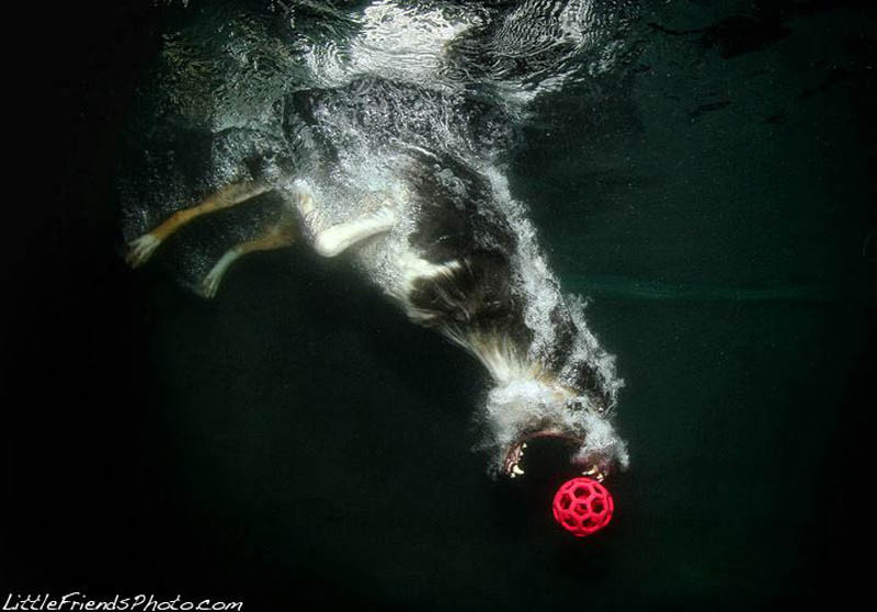 Cães mergulham para pegar seu brinquedo preferido nesta série de fotos de Seth Casteel