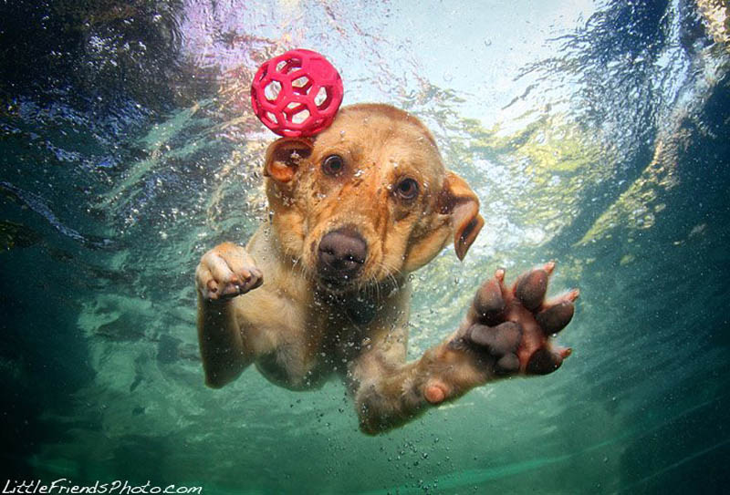 Cães mergulham para pegar seu brinquedo preferido nesta série de fotos de Seth Casteel