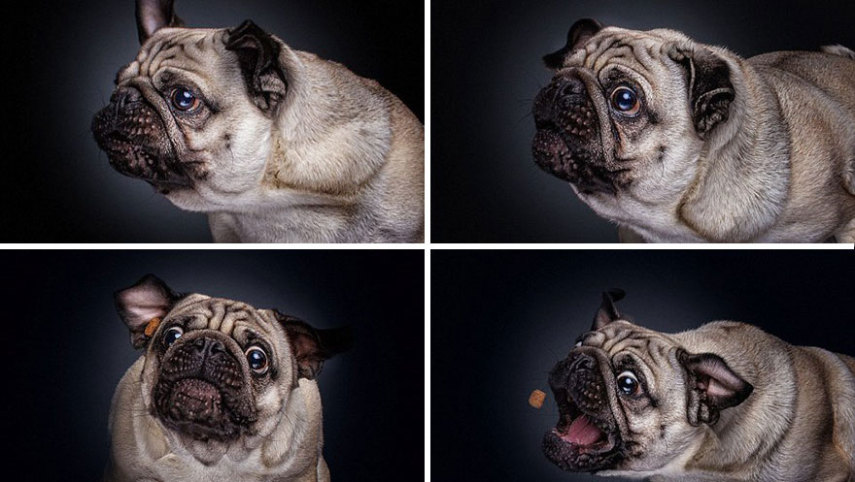 Cães demonstram olhar de pânico, desejo e alegria na hora de tentar pegar a comida no ar