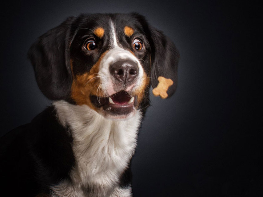 Cães demonstram olhar de pânico, desejo e alegria na hora de tentar pegar a comida no ar
