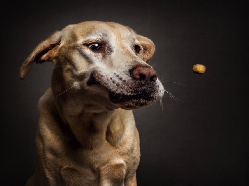 Cães demonstram olhar de pânico, desejo e alegria na hora de tentar pegar a comida no ar