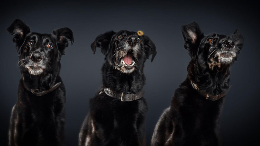 Cães demonstram olhar de pânico, desejo e alegria na hora de tentar pegar a comida no ar