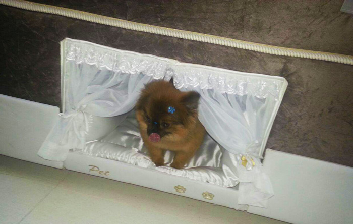 A empresa brasileira Colchão Inteligente criou um colchão que vem com uma caminha para cães e gatos na parte inferior