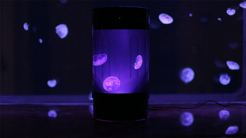 A empresa Jellyfish Art, fundada na Flórida, vende aquários para águas-vivas desde 2011, mas foi neste ano em que conseguiram - com ajuda de um financiamento coletivo - concluir o projeto do Cylinder Nano, sua terceira geração de tanques. O kit iniciante custa US$ 330 (cerca de R$ 1.300).