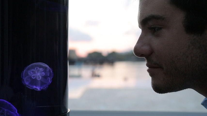 A empresa Jellyfish Art, fundada na Flórida, vende aquários para águas-vivas desde 2011, mas foi neste ano em que conseguiram - com ajuda de um financiamento coletivo - concluir o projeto do Cylinder Nano, sua terceira geração de tanques. O kit iniciante custa US$ 330 (cerca de R$ 1.300).