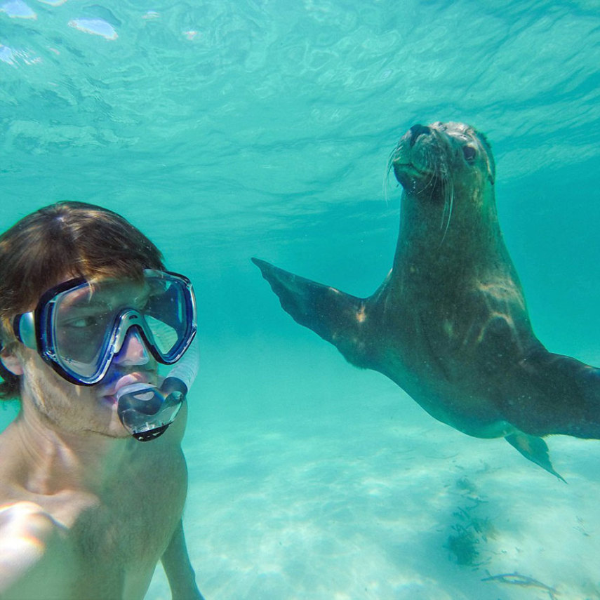 Apelidado de Dr. Dolittle da vida real, o irlandês Allan Dixon faz selfies incríveis com animais