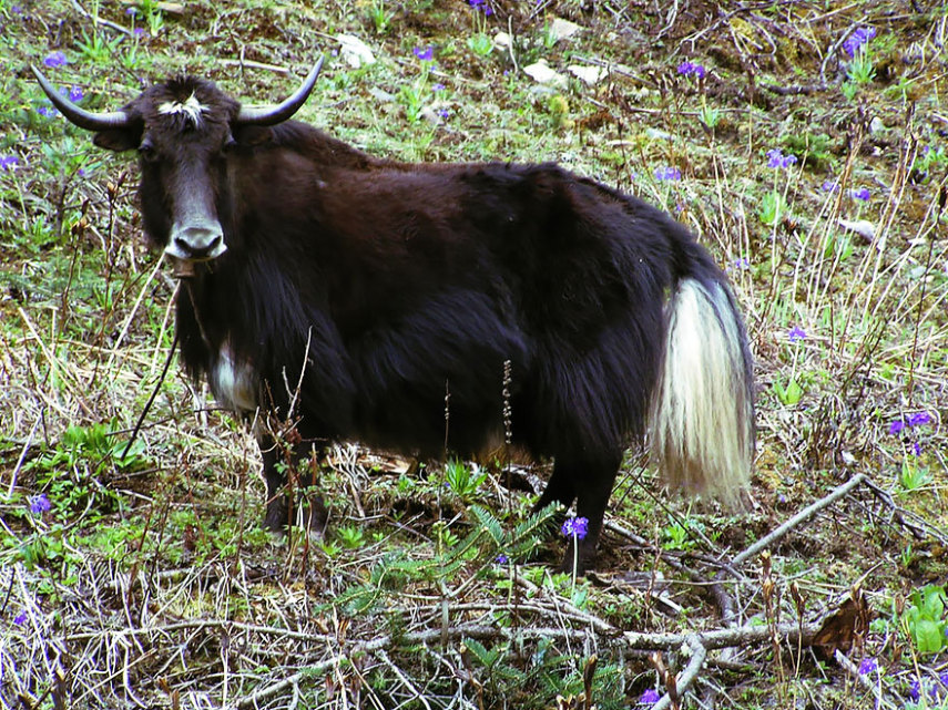 Esses animais são realmente valorizados no Tibete e na Mongólia, por causa da boa produção de leite. Eles são maiores e mais fortes que as vacas e os iaques.