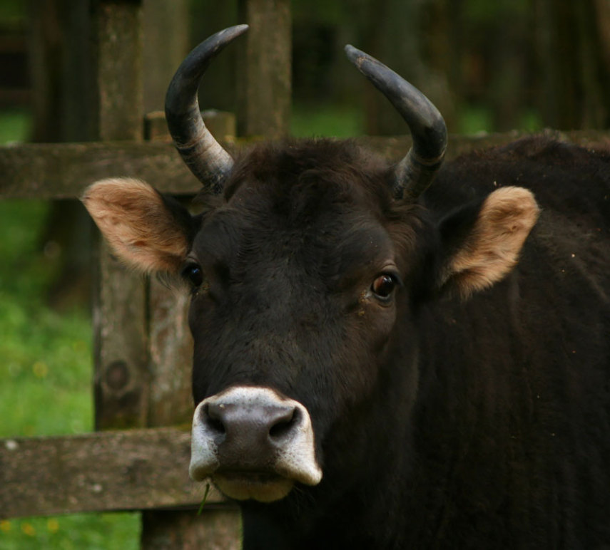 Mais fortes e mais resistentes à doenças, eles foram criados para substituir o gado. Atualmente há apenas uma manada viva no Parque Nacional Bialowieski, na Polônia.