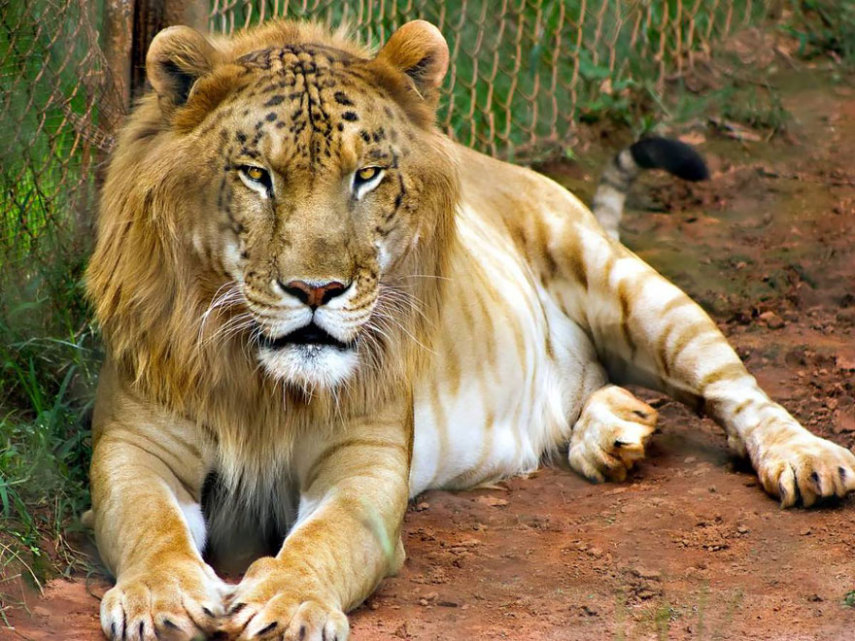 Esse animal bonitão aí é fruto do cruzamentos dos tigres com as leoas. Já imaginou o que aconteceria se um Tigon encontrasse um Liger?