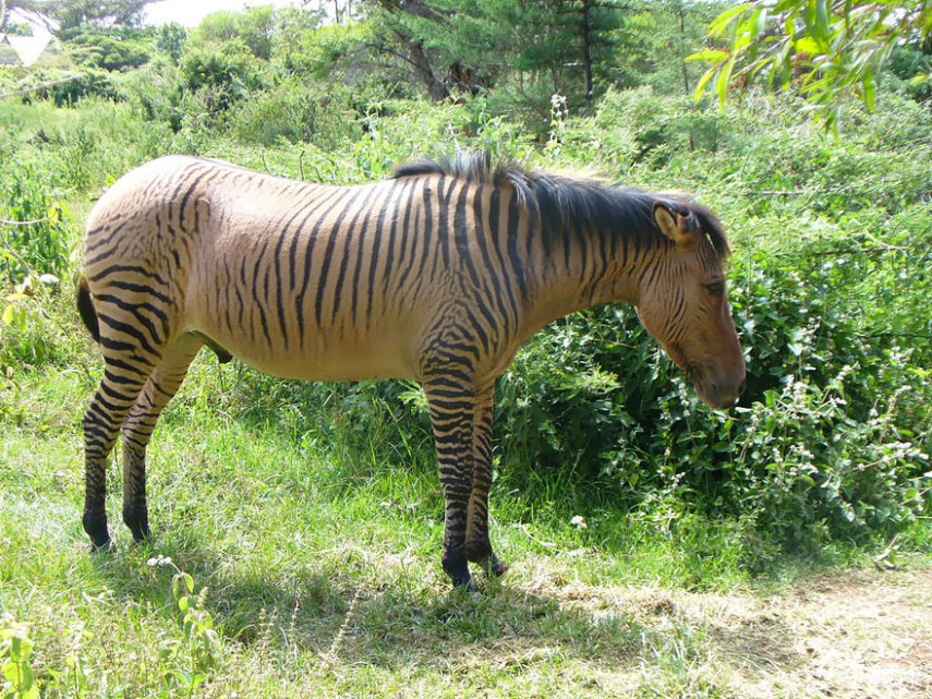 Os zebroides geralmente são animais difíceis de domar e mais agressivos que os cavalos selvagens.