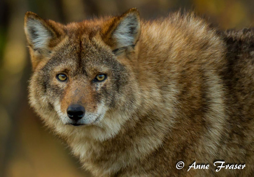 Os coiotes e lobos são capazes de se reproduzir com certa facilidade, e o resultado desse cruzamento dá um animal que fica entre o coiote e o lobo em tamanho.