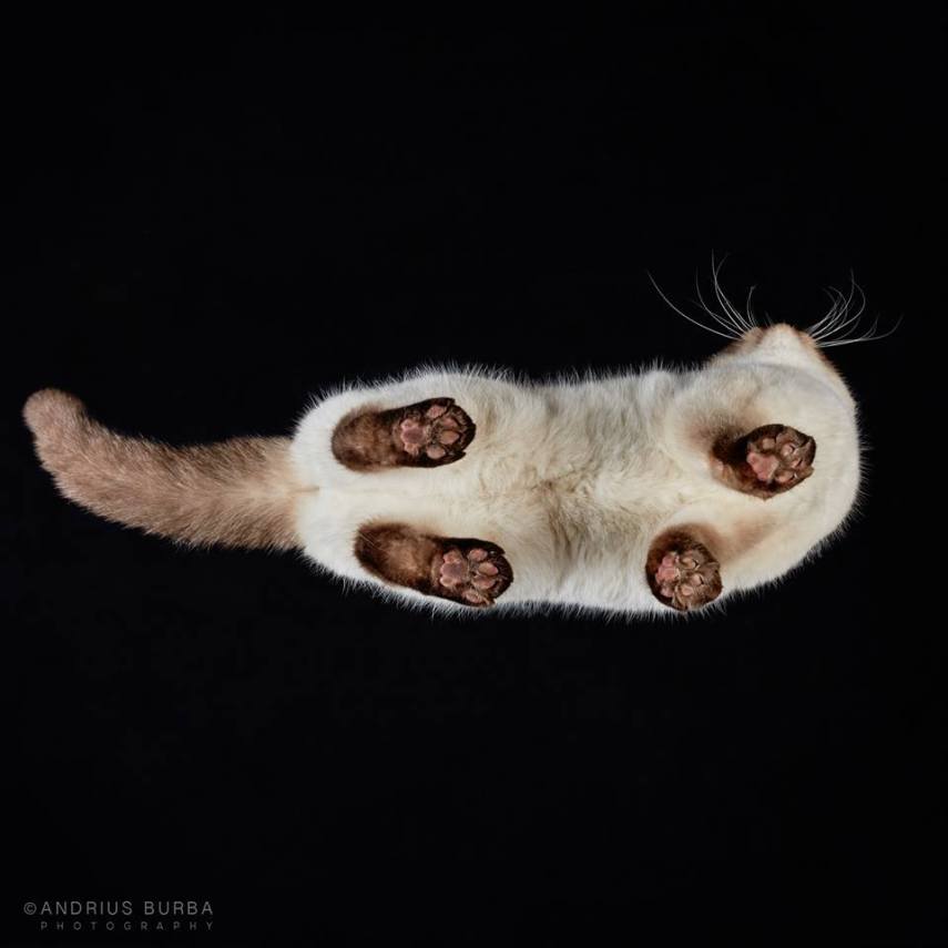 A maior parte dos gatos não fica lá muito feliz quando você tenta virar ele de cabeça para baixo. E como as pautas envolvendo os felinos na internet está quase acabando, o fotógrafo Andrius Burba, da Lituânia, resolveu inovar neste ensaio com os bichanos que ele apelidou de Cats Turnet 180. Em seu estúdio, ele montou uma estrutura com um vidro, onde foi possível posicionar a câmera por baixo dos animais para se ter essa nova visão, onde ele mesmo justifica que causa 