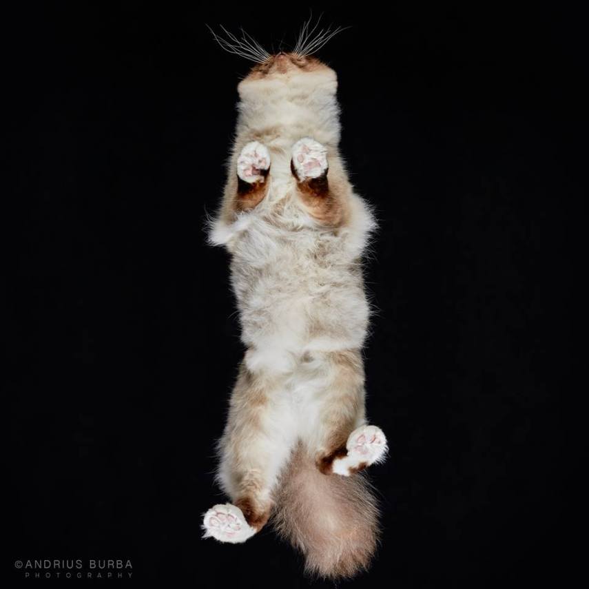 A maior parte dos gatos não fica lá muito feliz quando você tenta virar ele de cabeça para baixo. E como as pautas envolvendo os felinos na internet está quase acabando, o fotógrafo Andrius Burba, da Lituânia, resolveu inovar neste ensaio com os bichanos que ele apelidou de Cats Turnet 180. Em seu estúdio, ele montou uma estrutura com um vidro, onde foi possível posicionar a câmera por baixo dos animais para se ter essa nova visão, onde ele mesmo justifica que causa 