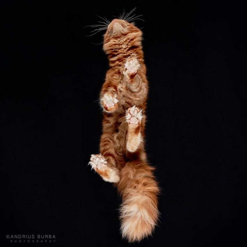 A maior parte dos gatos não fica lá muito feliz quando você tenta virar ele de cabeça para baixo. E como as pautas envolvendo os felinos na internet está quase acabando, o fotógrafo Andrius Burba, da Lituânia, resolveu inovar neste ensaio com os bichanos que ele apelidou de Cats Turnet 180. Em seu estúdio, ele montou uma estrutura com um vidro, onde foi possível posicionar a câmera por baixo dos animais para se ter essa nova visão, onde ele mesmo justifica que causa 