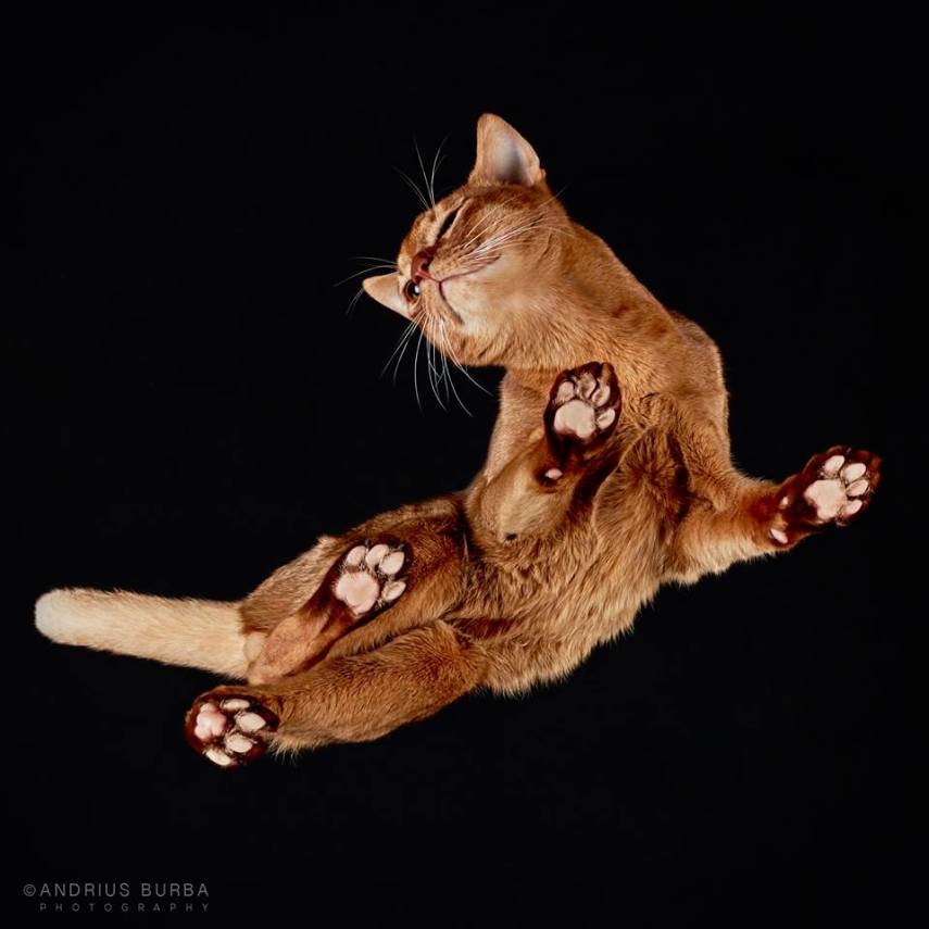 A maior parte dos gatos não fica lá muito feliz quando você tenta virar ele de cabeça para baixo. E como as pautas envolvendo os felinos na internet está quase acabando, o fotógrafo Andrius Burba, da Lituânia, resolveu inovar neste ensaio com os bichanos que ele apelidou de Cats Turnet 180. Em seu estúdio, ele montou uma estrutura com um vidro, onde foi possível posicionar a câmera por baixo dos animais para se ter essa nova visão, onde ele mesmo justifica que causa 