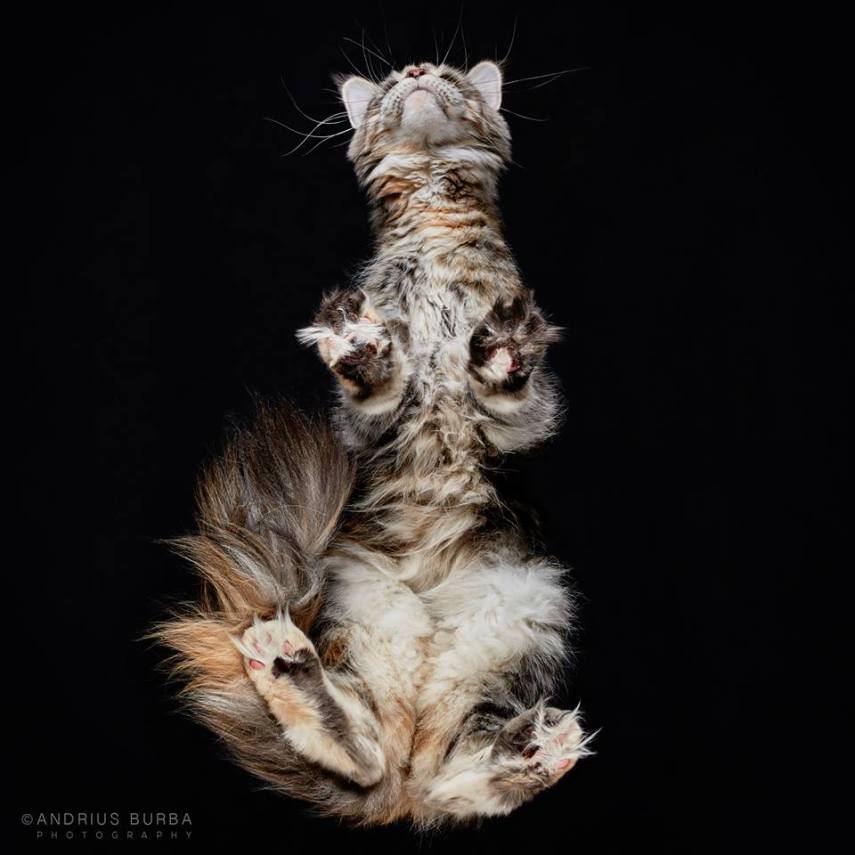 A maior parte dos gatos não fica lá muito feliz quando você tenta virar ele de cabeça para baixo. E como as pautas envolvendo os felinos na internet está quase acabando, o fotógrafo Andrius Burba, da Lituânia, resolveu inovar neste ensaio com os bichanos que ele apelidou de Cats Turnet 180. Em seu estúdio, ele montou uma estrutura com um vidro, onde foi possível posicionar a câmera por baixo dos animais para se ter essa nova visão, onde ele mesmo justifica que causa 